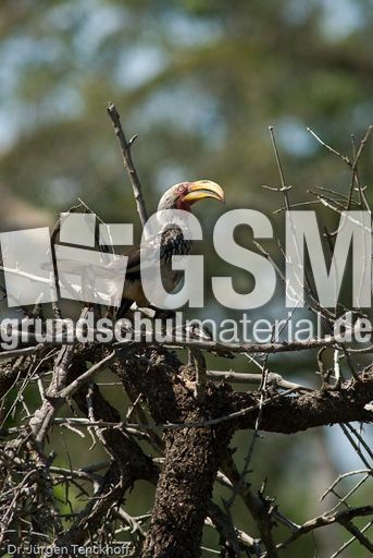 Gelbschnabeltoko (5 von 5).jpg